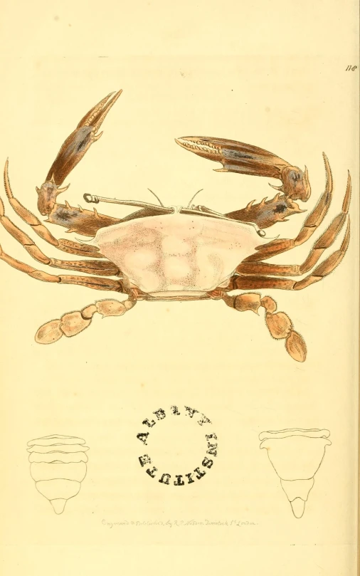 a plate with three large crabs on it