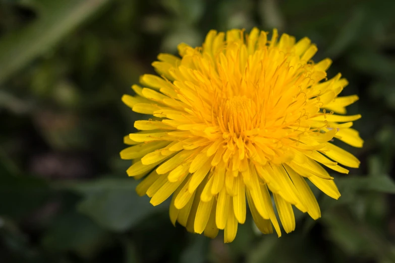 a close up po of a flower on the outside