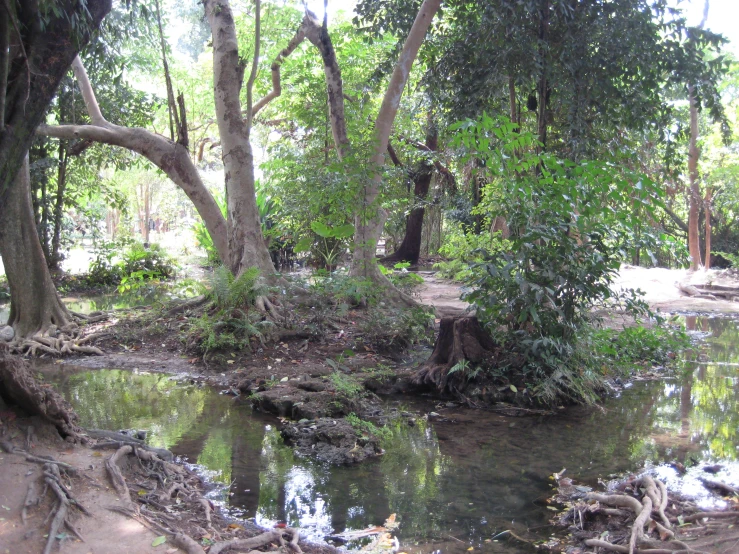a creek running through a lush green forest