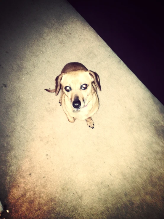 a very cute small dog sitting on the floor