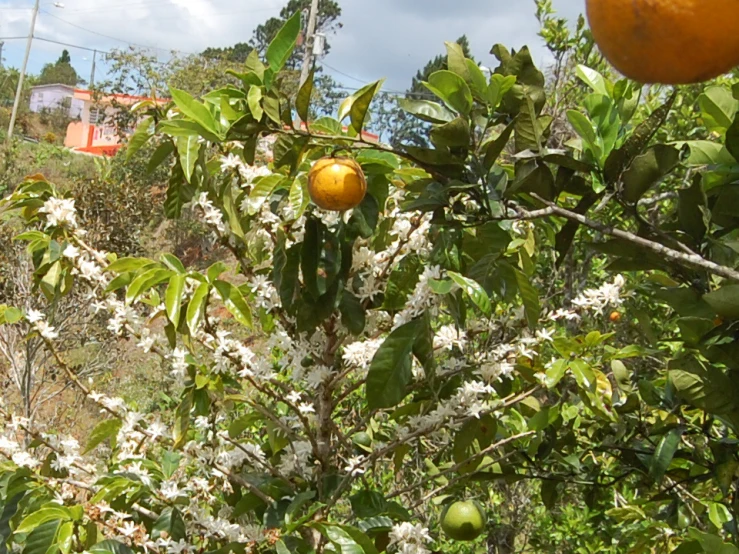 there are many oranges that are growing on this tree