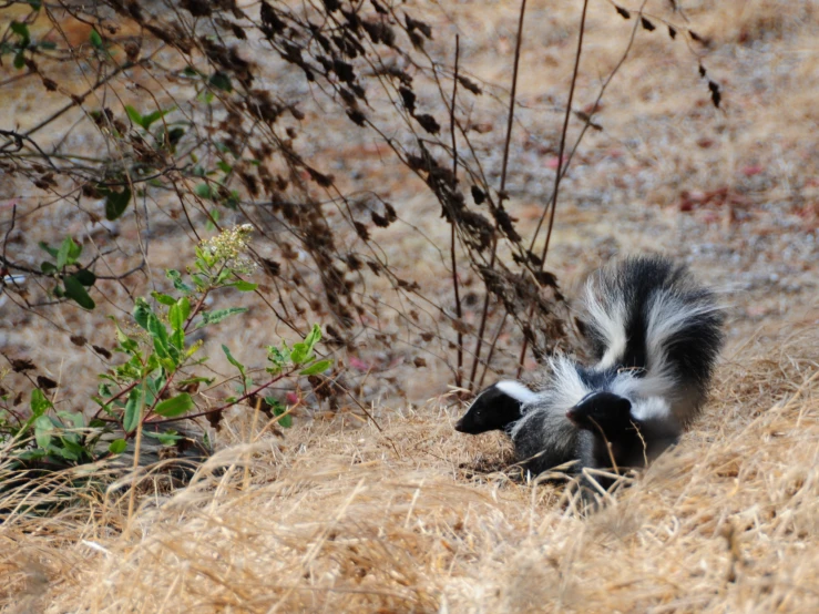 a small animal is standing in a field