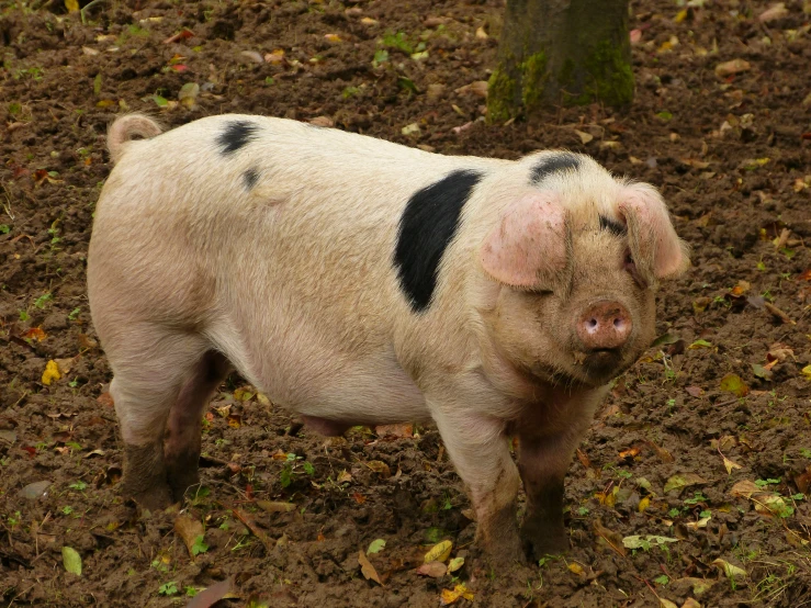 a pig standing in the mud with its face up
