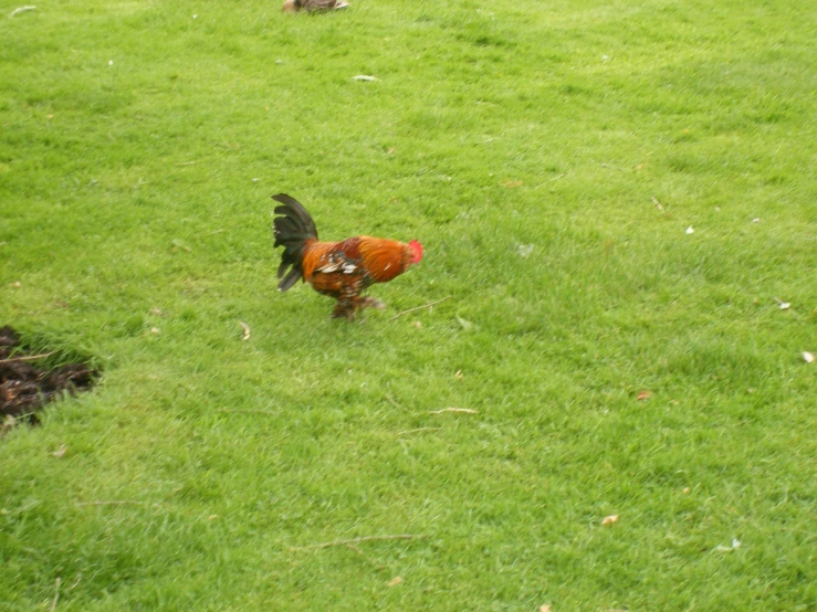 a rooster running through a grass covered field