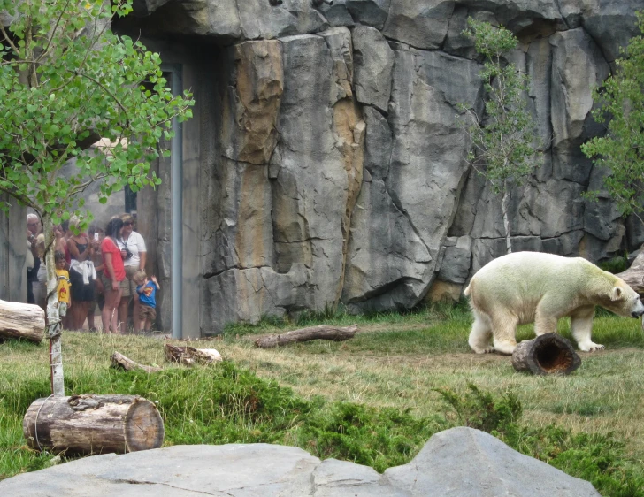 people looking at a polar bear while people look on