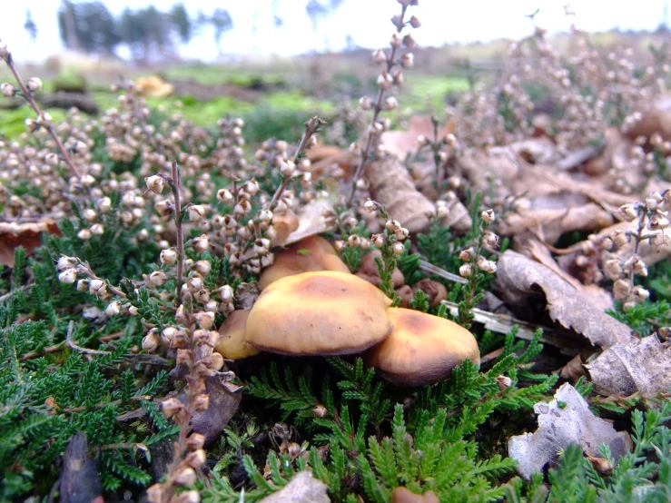 three mushrooms on the ground among moss and berries