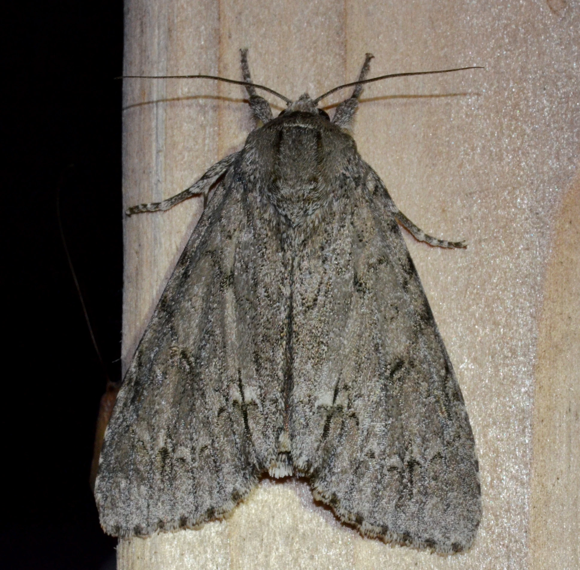 a large moth resting on a surface at night