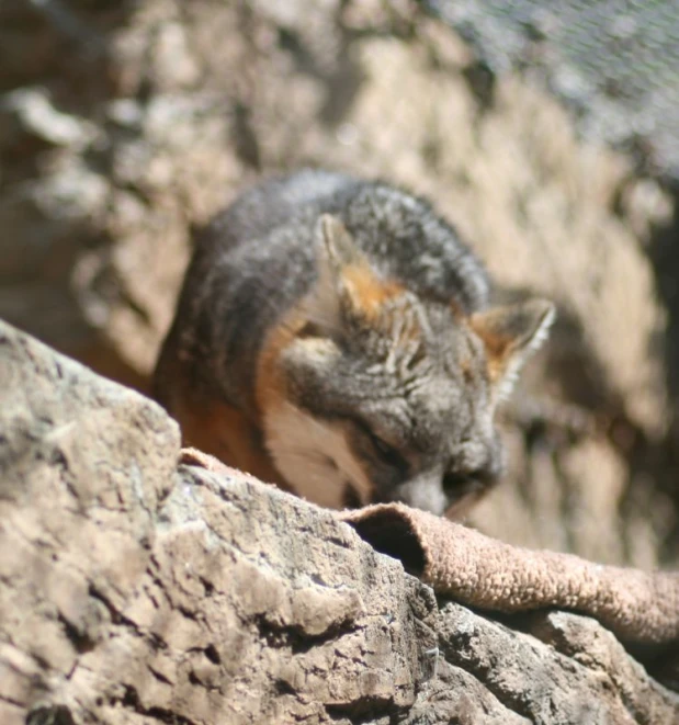 small furry animal with short ears walking on top of some rocks