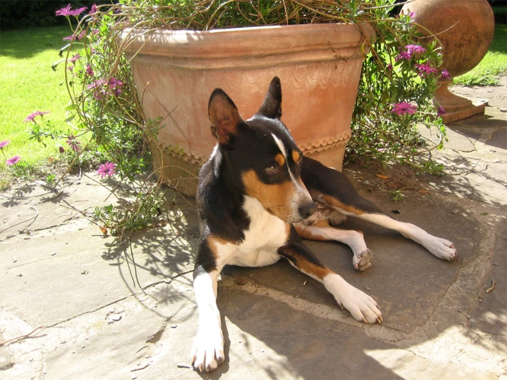 a dog laying next to a large pot of flowers