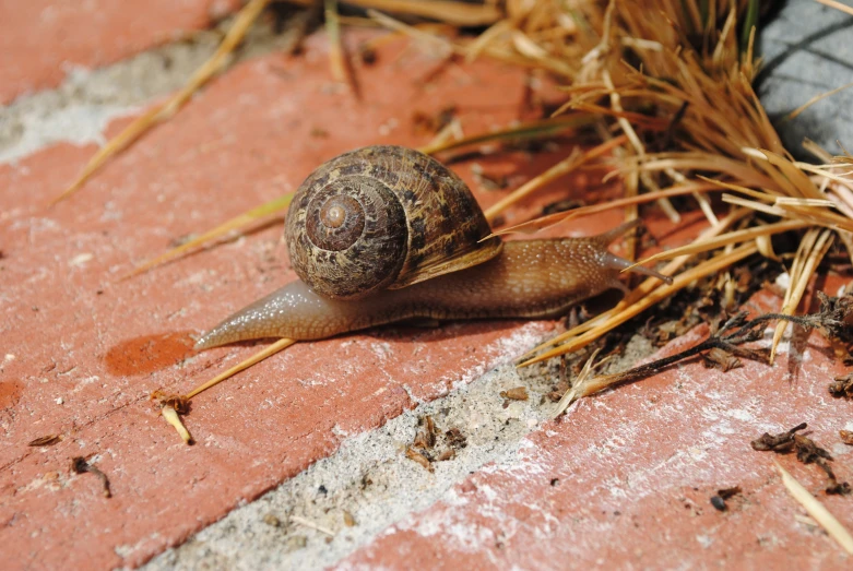 a large snail crawling across a red brick floor