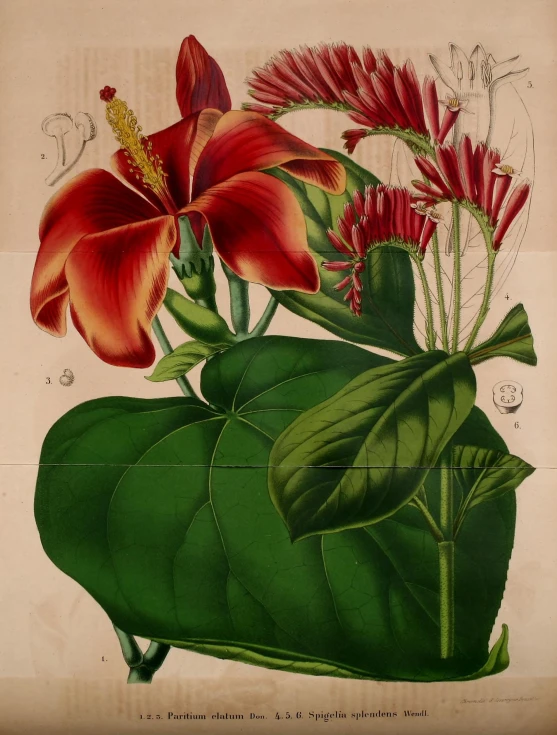 an artisticly colored print with flowers and leaves