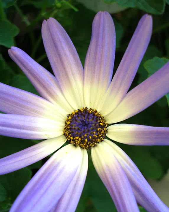 the center of a purple and white flower