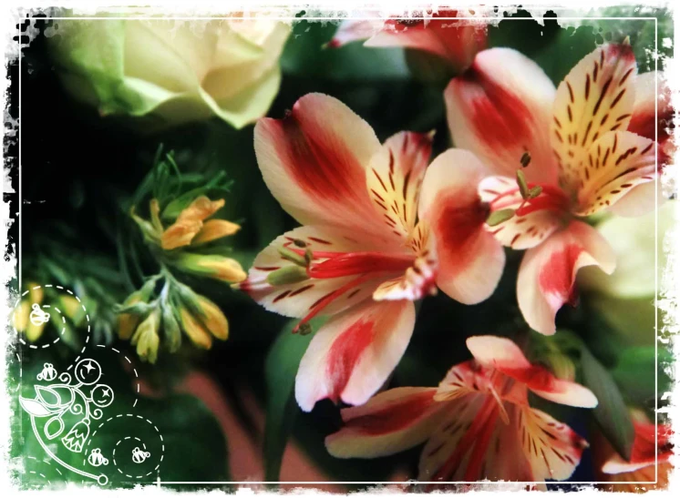 a close up of several flower heads with multiple petals