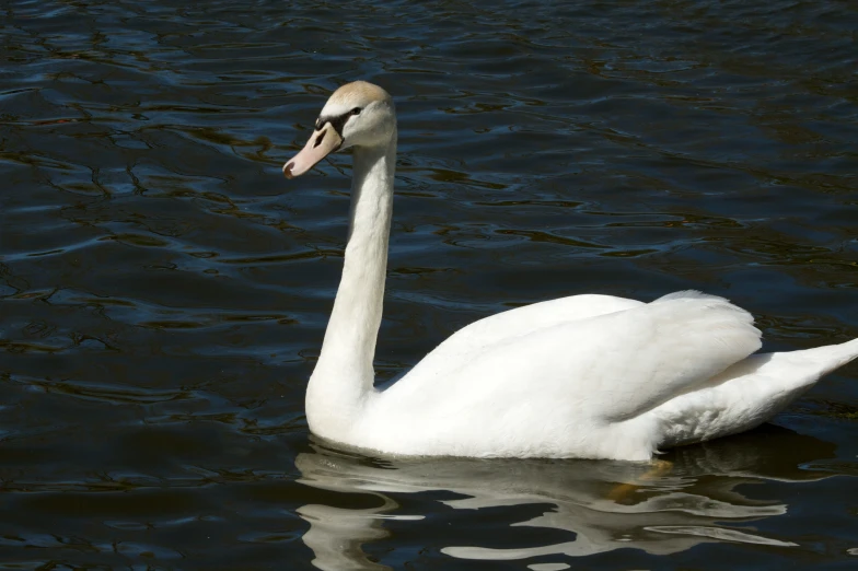 a swan floating in water looking around