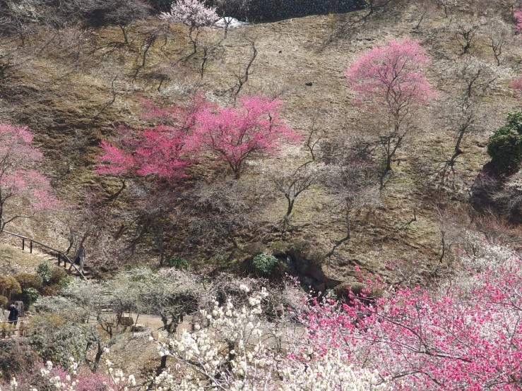 a bunch of pink trees on top of a mountain