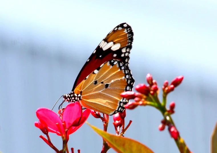 a yellow erfly that is standing on top of some pink flowers