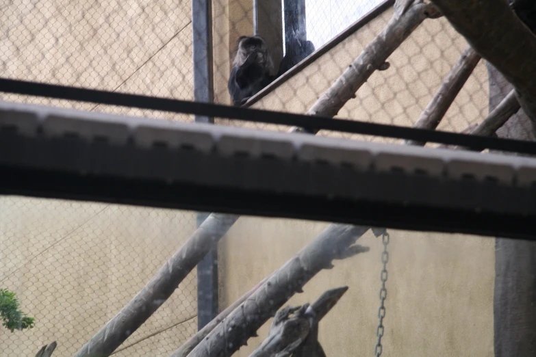 the bird is hanging out on the metal chain link fence