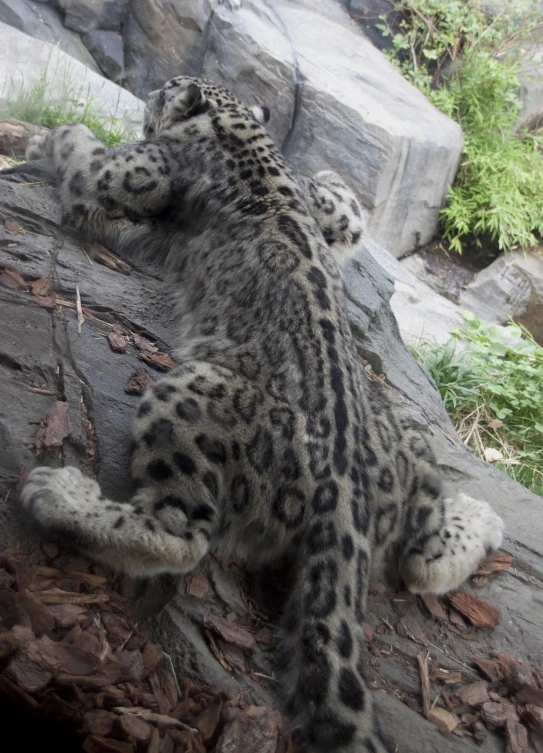 a snow leopard laying down on the ground