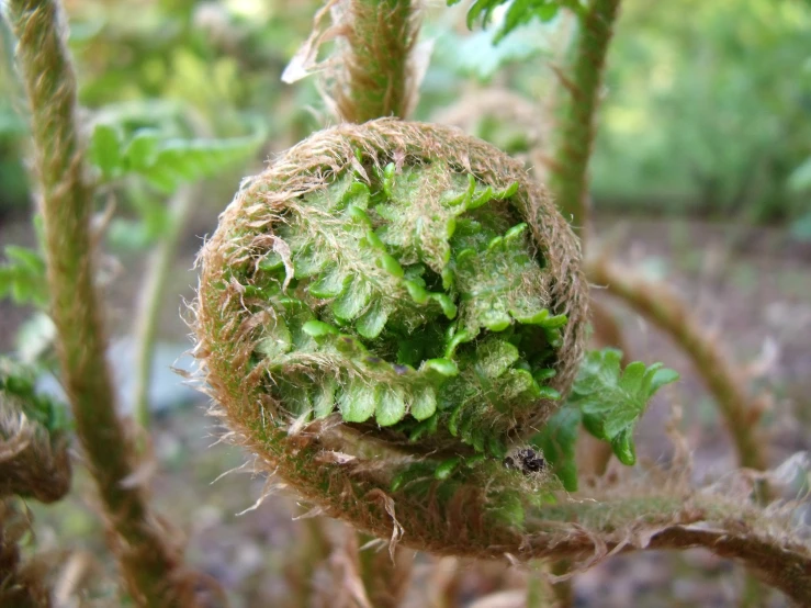 there is a fern that has sprouts in it