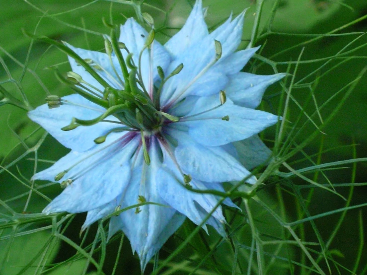 a blue flower surrounded by green leaves on a sunny day