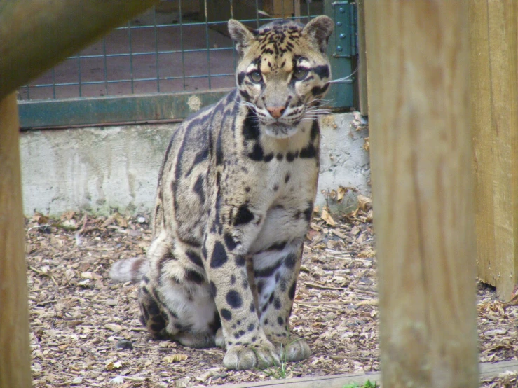 a close up view of a snow leopard inside an enclosure