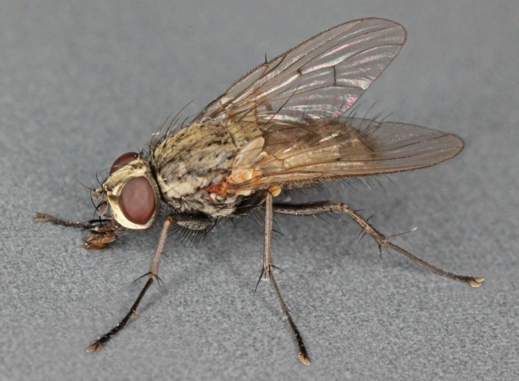an image of a close up of a fly