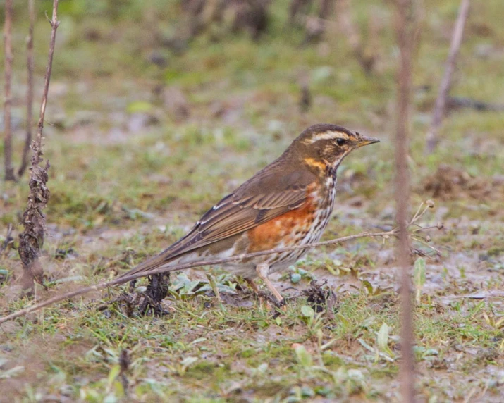 an adult robin is standing in the grass