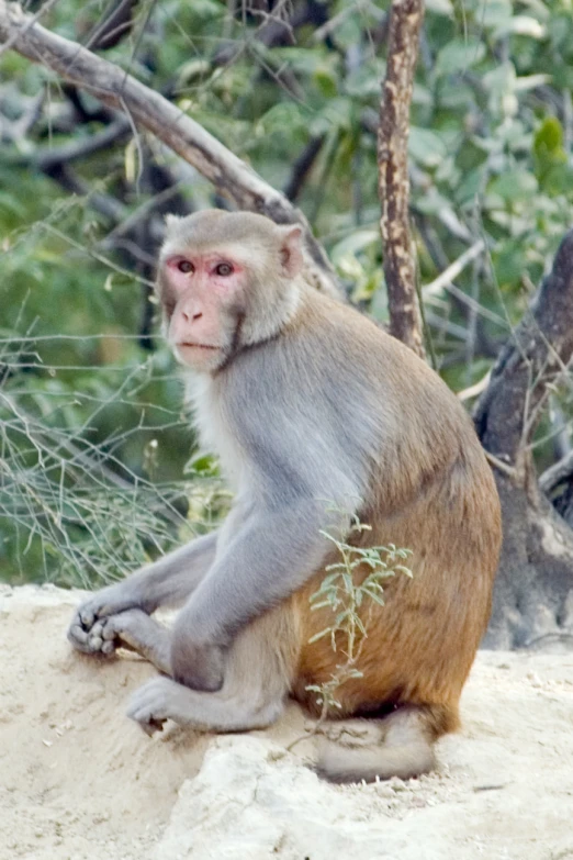 a monkey sitting on top of a sandy mound