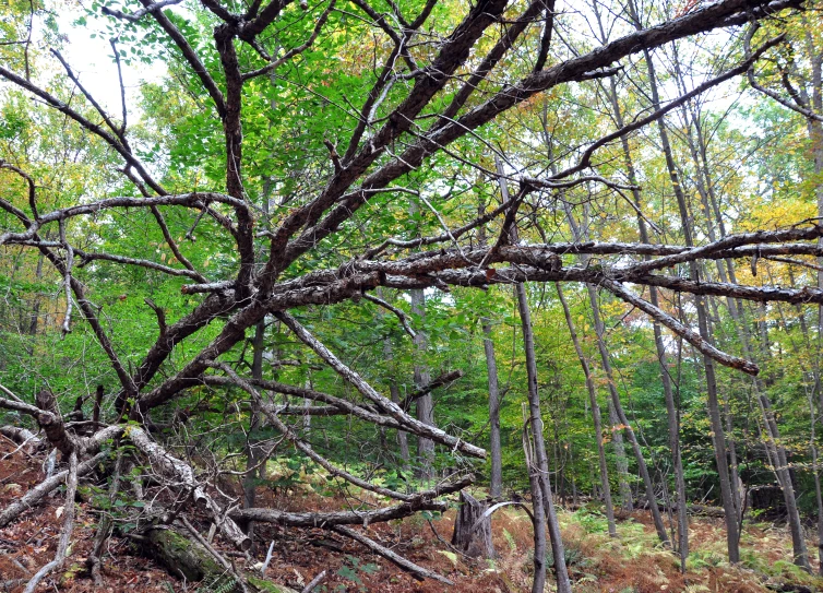 a fallen tree nch is in the woods