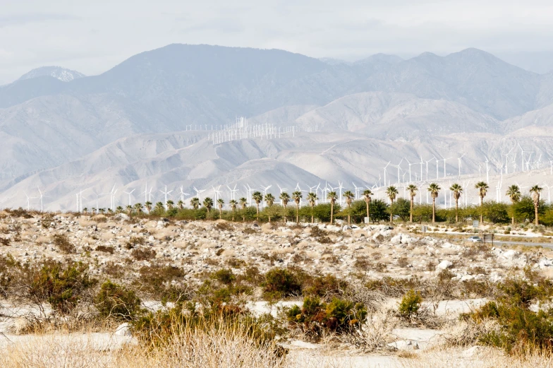 some very nice looking trees by some mountains