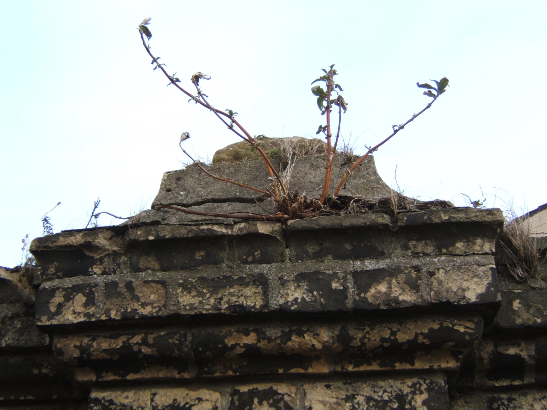 some plants are growing on top of an old wall