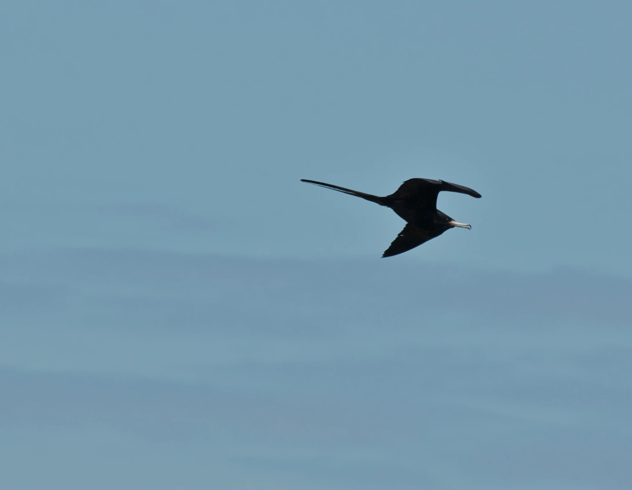 a seagull flies in the air during the day