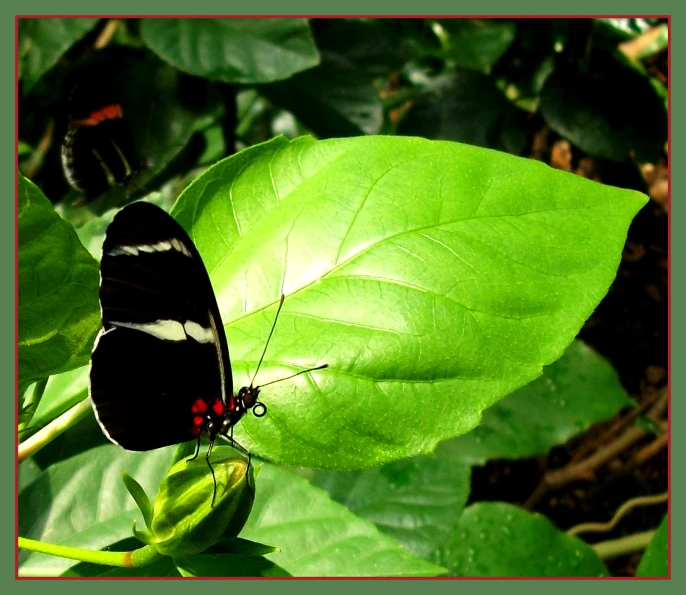 a erfly sitting on top of green leaves