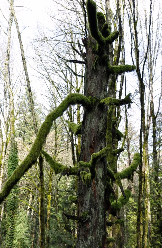 a tree with green moss growing up the trunk