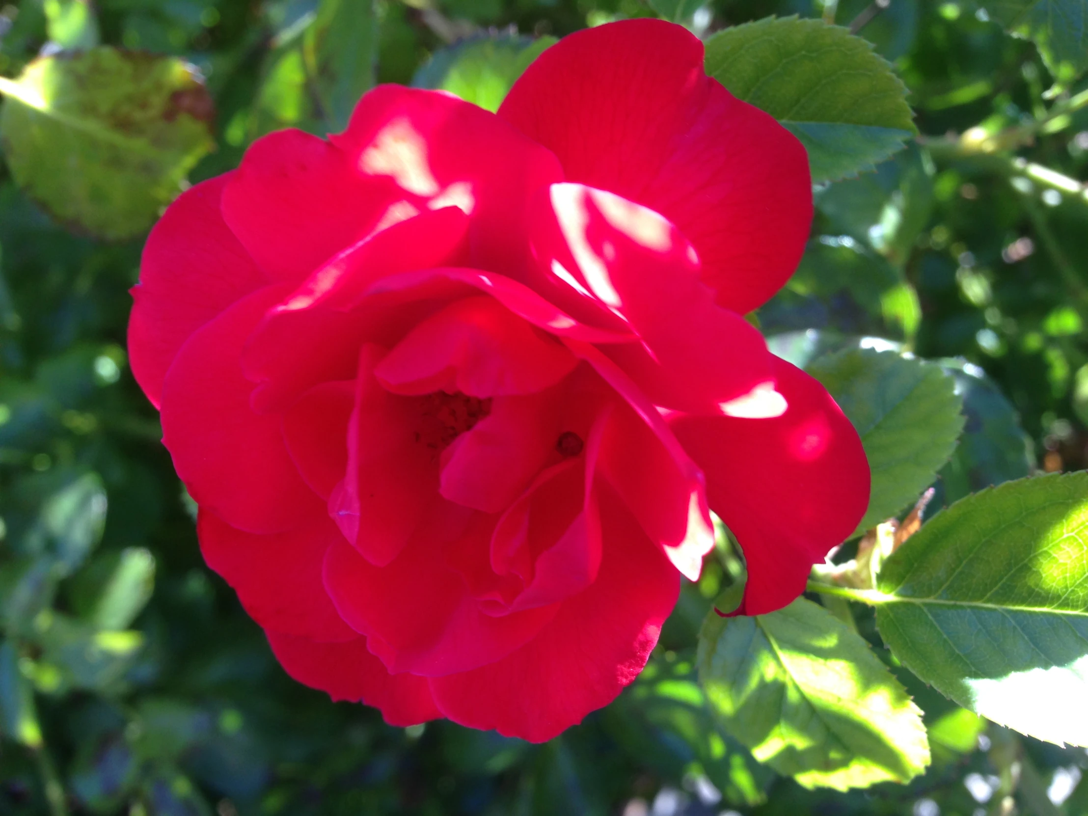 a large red rose blossom in the sunlight