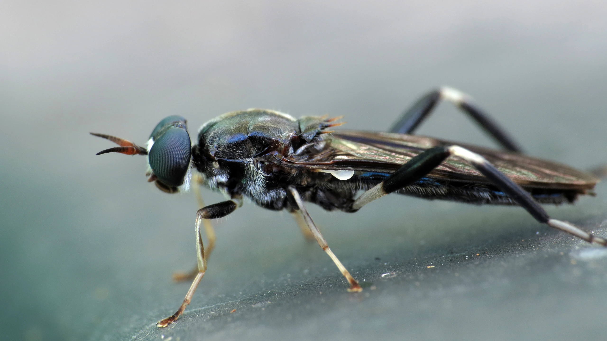 the insect is sitting on top of a plant stem