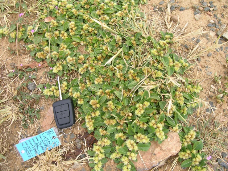 a bush with many yellow flowers and some plants