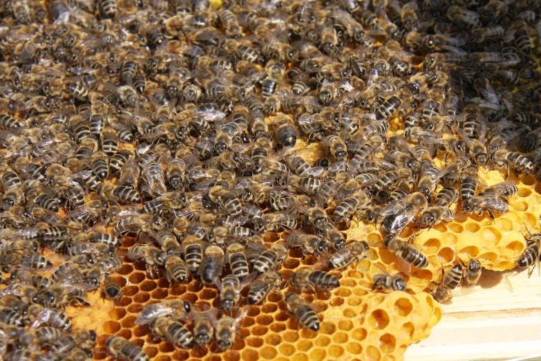 several bees that are gathering on honeycombs