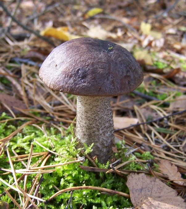 there is a close up of a mushroom on the ground