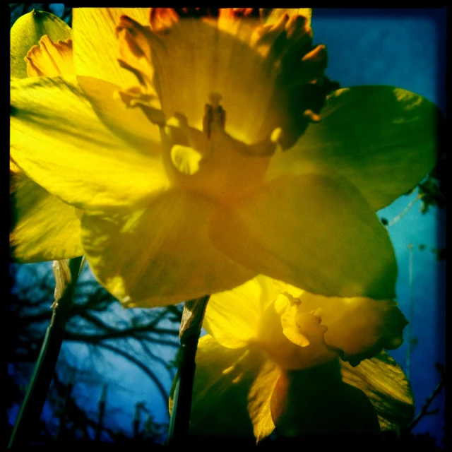 a close up of flowers on the back ground