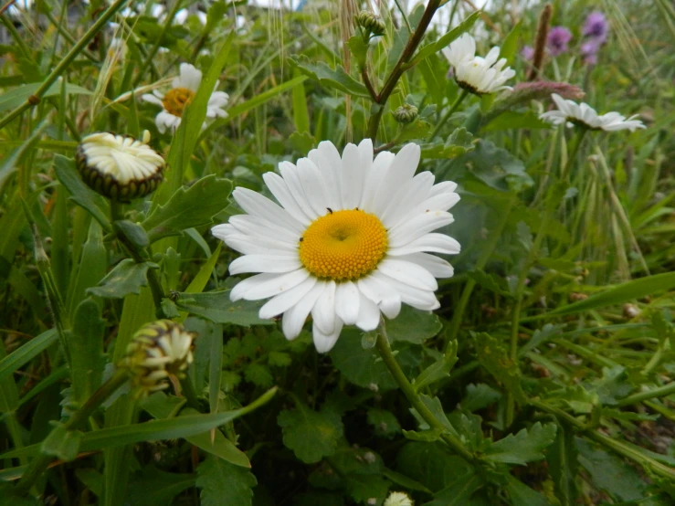 a daisy is surrounded by leaves and other flowers