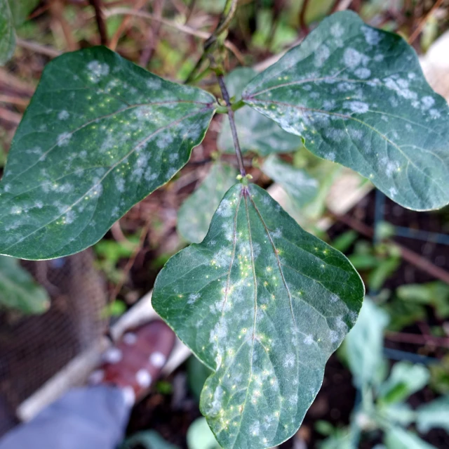 green leaves that have been damaged by the mild algae