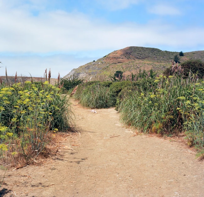 dirt path with bushes and plants in front