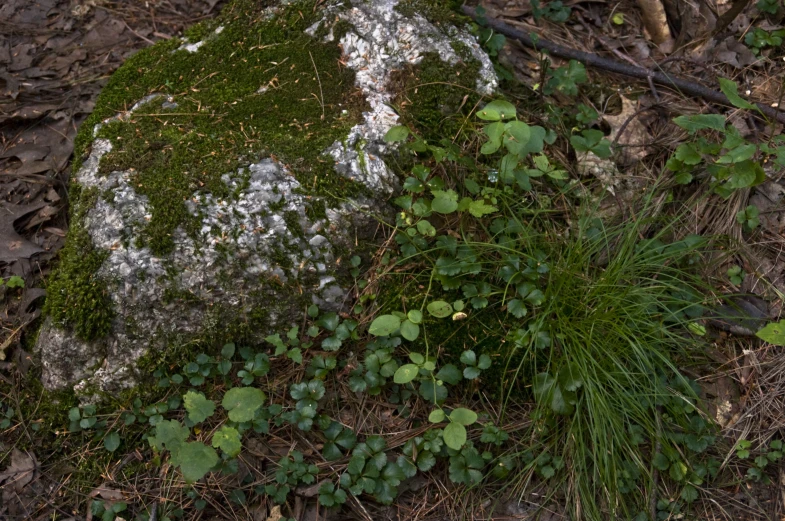 a bunch of plant life grows in front of some big rocks