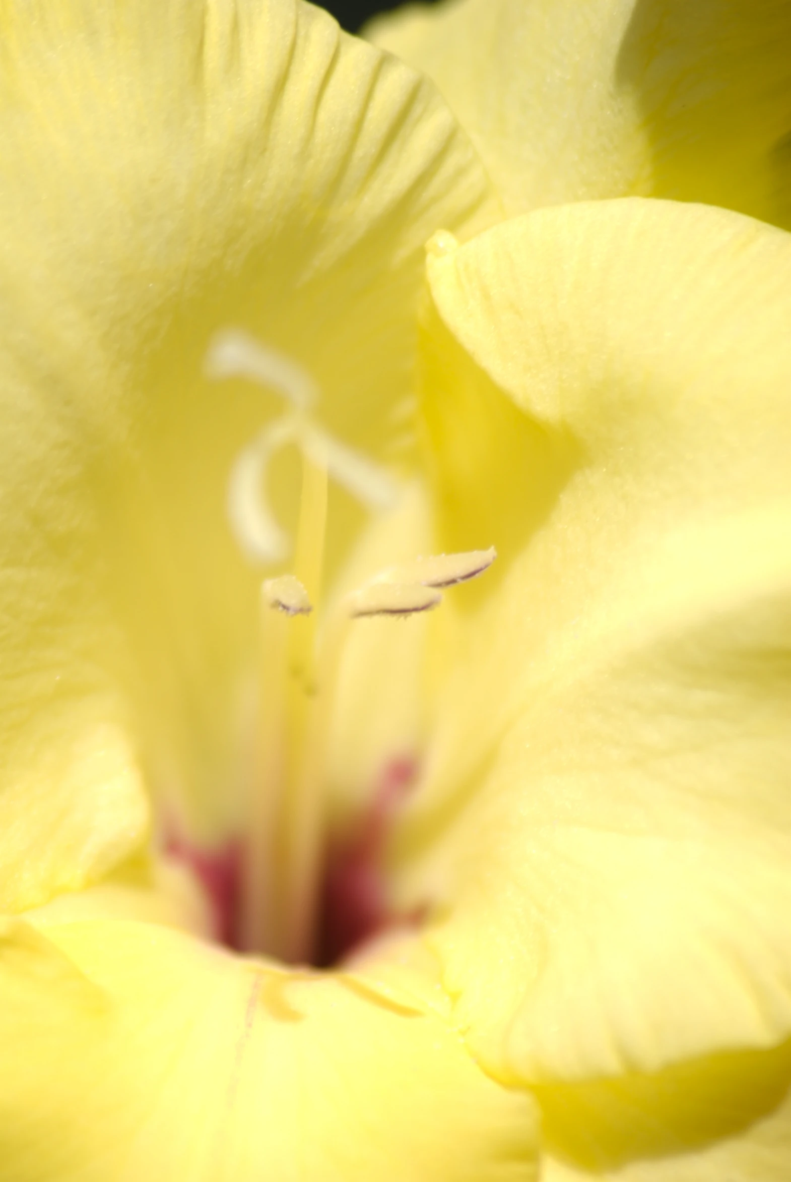 the inside of a large yellow flower showing only its petals