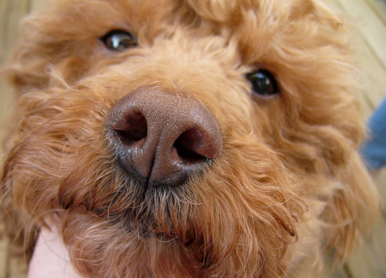 an adorable looking dog with a funny look on it's face