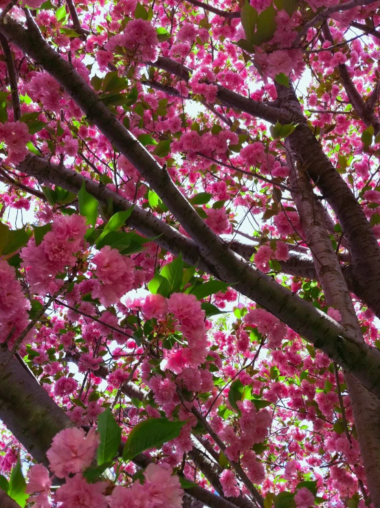 pink flowers on the tree in the daytime