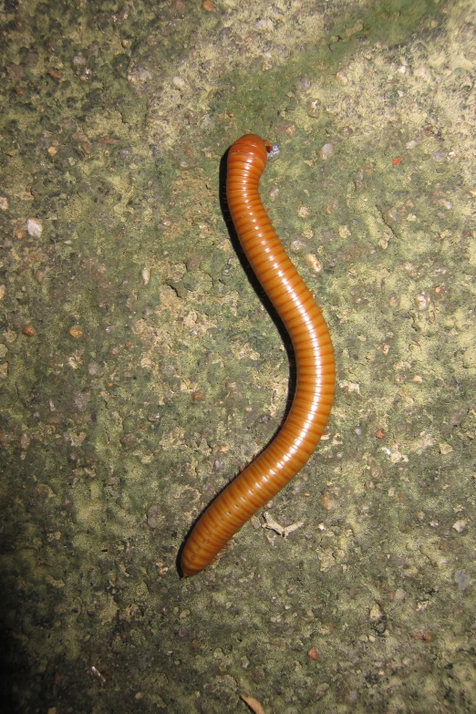 the very brown caterpillar is laying on the moss