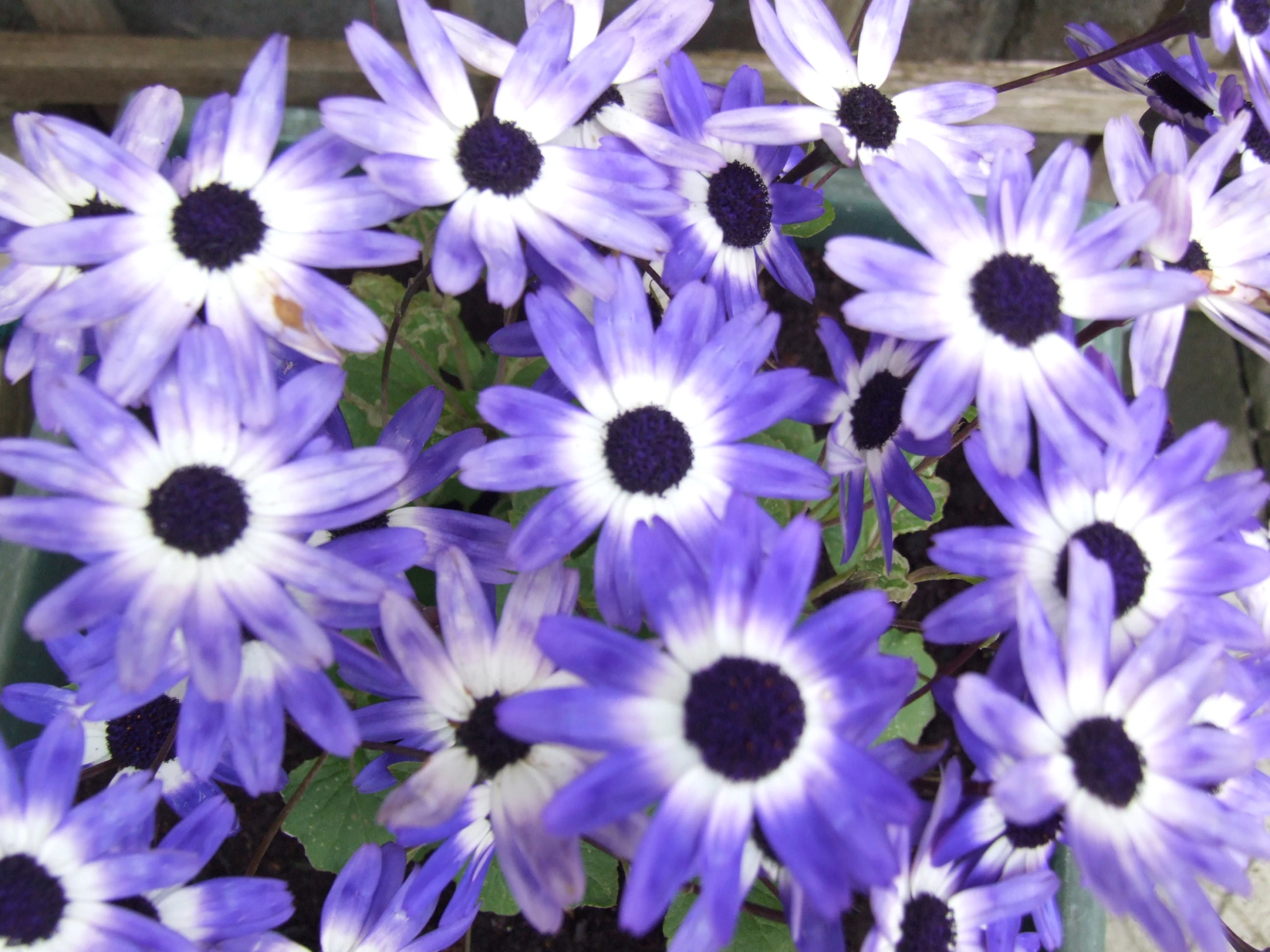 a bunch of purple flowers next to each other