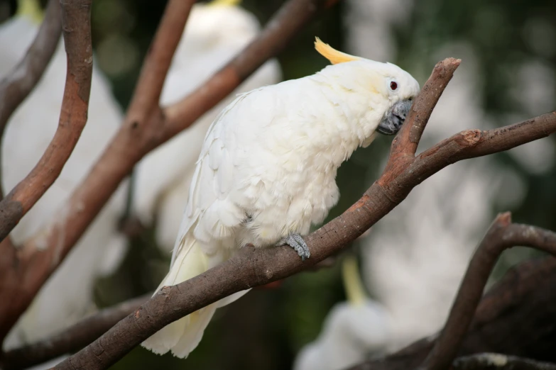 white parrot sitting in a tree while looking at its surroundings